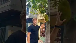А что за фрукт растет у вас во дворе?😊#азия #вьетнам #shortvideo #vlog #дананг #danang