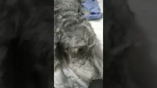 What does my dog want?