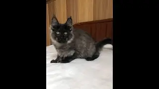 Тор, котенок мейн кун