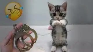 😻 IMPOSSIBLE TRY NOT TO LAUGH 😹 Funny Videos Every Days 😆😹