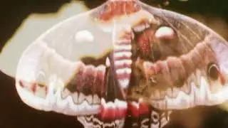 MONOTHEIST - THE GREY KING  (featuring Christian Alvestam) (OFFICIAL VIDEO)