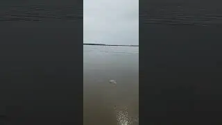 И у нас начинается ледоход. Сургут. 09.05.2024