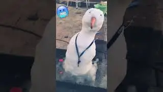 Untitled video
