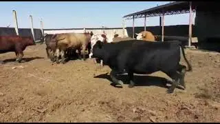 СКОТНЫЙ РЫНОК ДАГЕСТАНА