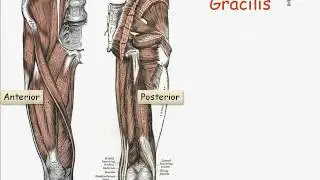 Muscle Names Have Meaning
