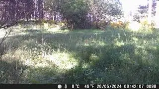 Capriolo maschio