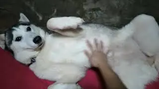 Dog loves scratching and rubbing her tummy
