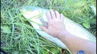 Рыбалка на закидушки. Колоб, макуха, жмых.