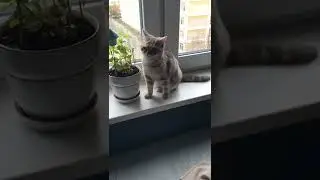 atonic seizures cat