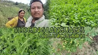 VLOG IN 6 LANGUAGES||PAO GUP IN ANA VLOG KIT UTE.LOU AKICHE NAH2 E KADEN.#farmer life#organic