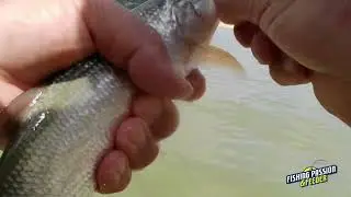 LA PESCA DELL'ASPIO CON LE CANNE BOLOGNESI: GALLEGGIANTE 0,3 GRAMMI SENZA PIOMBO INNESCO BIGATTINI