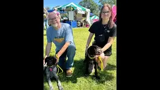 Hunting dogs at the 2024 Minnesota Game Fair