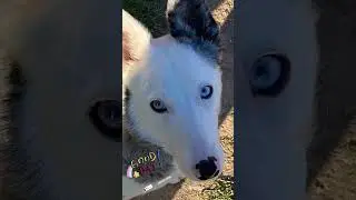 Lo más lindo mi zoe 🐶♥️