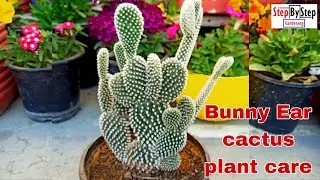 How to grow and care Bunny Ear cactus//Care of Bunny Ear cactus