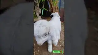 baby goat 🐐 #shorts #youtubeshorts #shortsviral