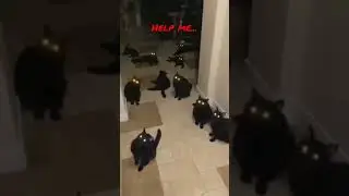 thé ghost cat