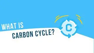 What is carbon cycle?