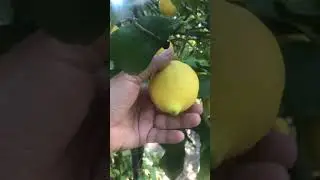 Kokulu limonların zamanı geldi (scented lemon) 