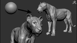 zbrush sculpting- lioness