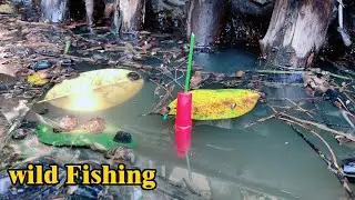 Cá nằm trong bọng cây bỏ mồi xuống là rút phao liền | THÚ VUI MIỀN TÂY. Tập 446