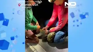 Florida Python Wranglers Capture Record-Breaking 125-Pound Python | Unbelievable Footage!