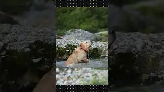 Max ki first swim 🐳