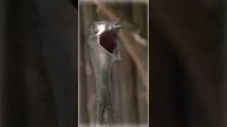 Врятовані Нанду / Rescued Nandu #shorts