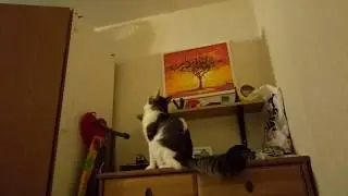 Кот. Покорение высоты.