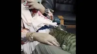 kucingnya tau aja yang ena2 #shorts Shorts