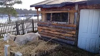 СОБАЧАТАМ КОРМА, КОЗАМ НОВОЕ ОКОШКО, ТАКАЯ У НАС СЕВЕРНАЯ ВЕСНА