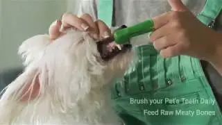 Dog Teeth Cleaning Video