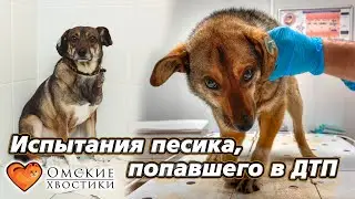 Испытания песика, попавшего в ДТП | Ефим