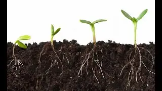 СУПЕР БЫСТРАЯ ВСХОЖЕСТЬ СЕМЯН!!! тёплый пол в череночнике решит все проблемы.