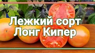 14 декабря 2022г. Лежкий томат ЛОНГ КИПЕР🍅