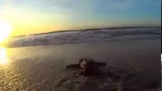 Baby turtles hatch on Mexican beaches