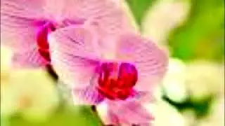 12   Heaven is full of Your Glory   하늘에 가득 찬 영광의 하나님