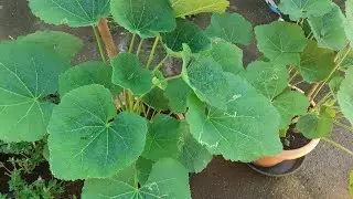Como adubar a malva real para dar flores.