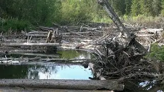 A huge blockage on the Uls River. Taiga River. The Northern Urals. Russia