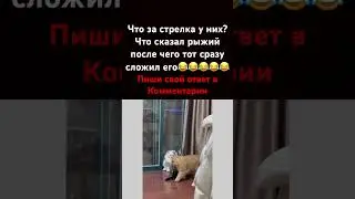Коты Разборка Дай ответ 😂😂😂 #кот #котики #мемкоты #прикол