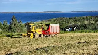 FIRST CUT SILAGE