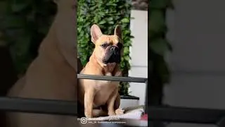 #dog #frenchie #собаки #animals #мотивация