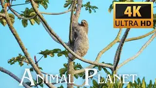 4K Video Animal Planet Ultra HD