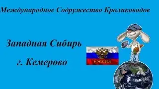 Кролики Западная Сибирь г. Кемерово