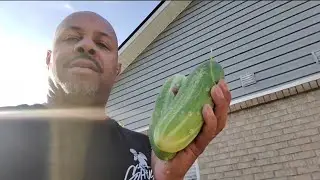 Dentist, stink bugs, and gardening.random day. 🇵🇭✈️🇺🇲 VLOG 85. #philippines #filipino #unitedstates