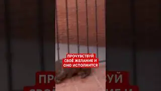 Закон притяжения . Полное видео по ссылке #желания #изобилие #мечта #законпритяжения