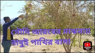 সৌদি আরবে বাবুই পাখির বাসা | #Saudi Arab| #popular #probashi