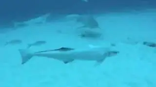 Bull Sharks