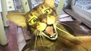 Abyssinian cat Motya (Monterey) playing with a branch