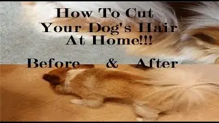 How To Cut  Your Dog's Hair- DIY Guide To Dog Trimming