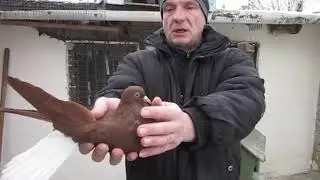 Красные белохвостые голуби ч.2